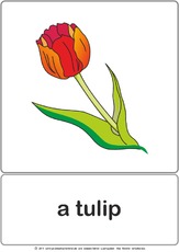 Bildkarte - tulip.pdf